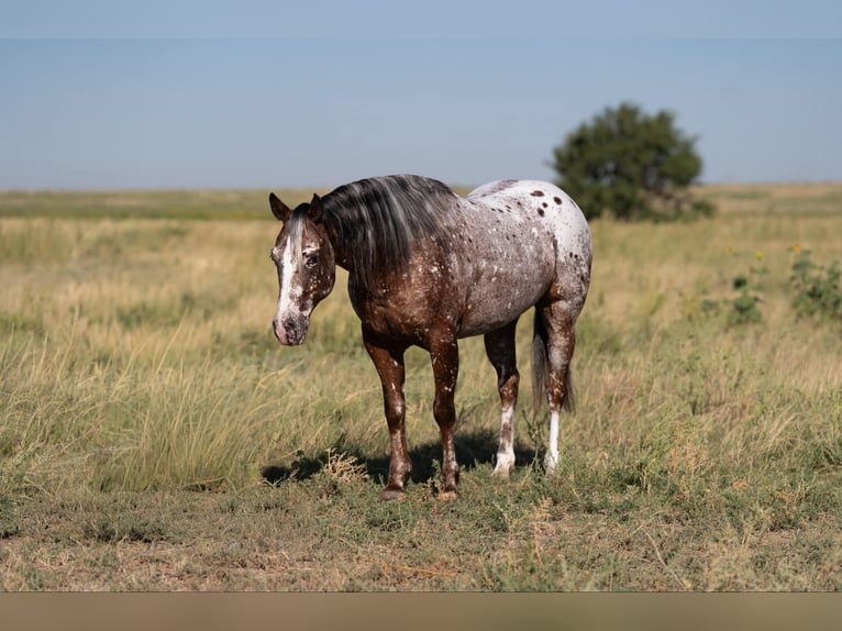 Pony of the Americas Wallach 6 Jahre 142 cm in Canyon, TX