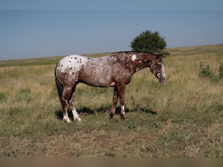 Pony of the Americas Wallach 6 Jahre 142 cm in Canyon, TX