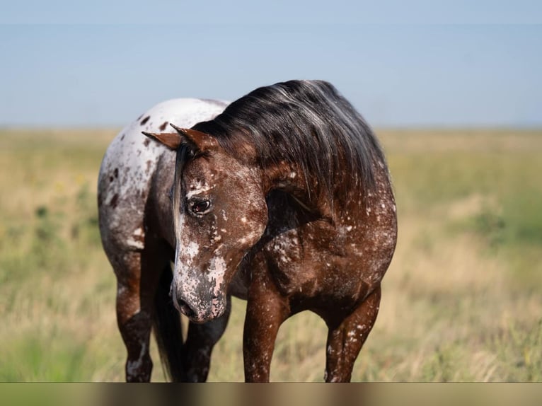 Pony of the Americas Wallach 6 Jahre 142 cm in Canyon, TX
