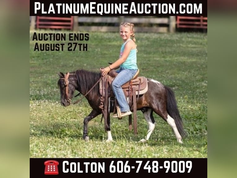 Pony of the Americas Wallach 6 Jahre 91 cm Tobiano-alle-Farben in Ewing KY