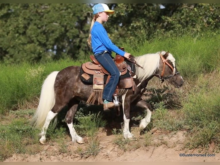 Pony of the Americas Wallach 6 Jahre 99 cm in Weatherford TX