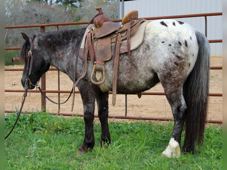 Pony of the Americas Wallach 7 Jahre 119 cm in Rusk