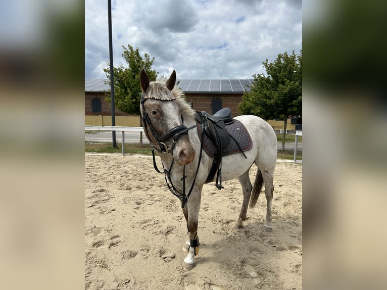 Pony of the Americas Wallach 7 Jahre 144 cm in Dessau
