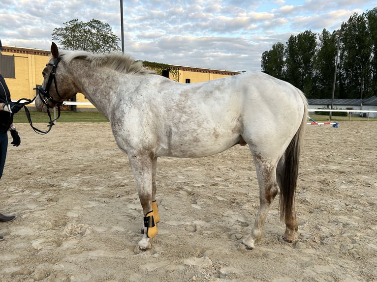 Pony of the Americas Wallach 7 Jahre 144 cm in Dessau