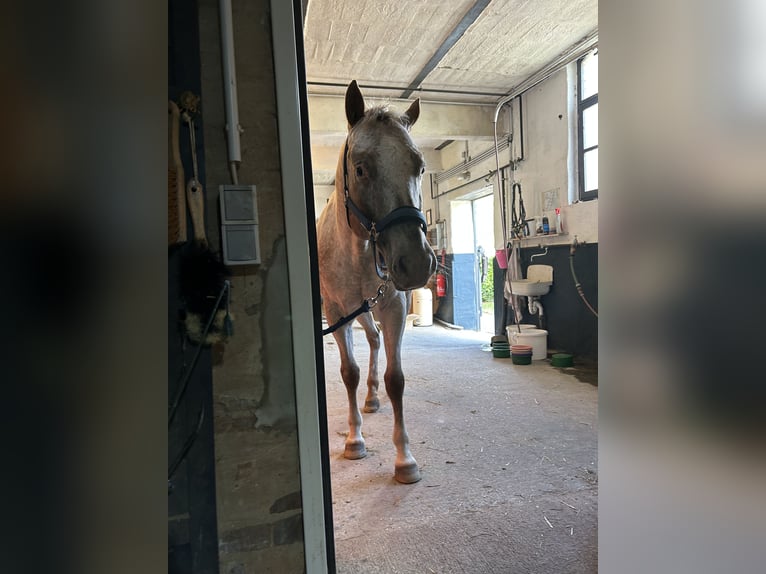 Pony of the Americas Wallach 7 Jahre 144 cm in Dessau