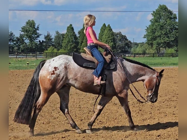 Pony of the Americas Wallach 7 Jahre 147 cm in Robards, KY