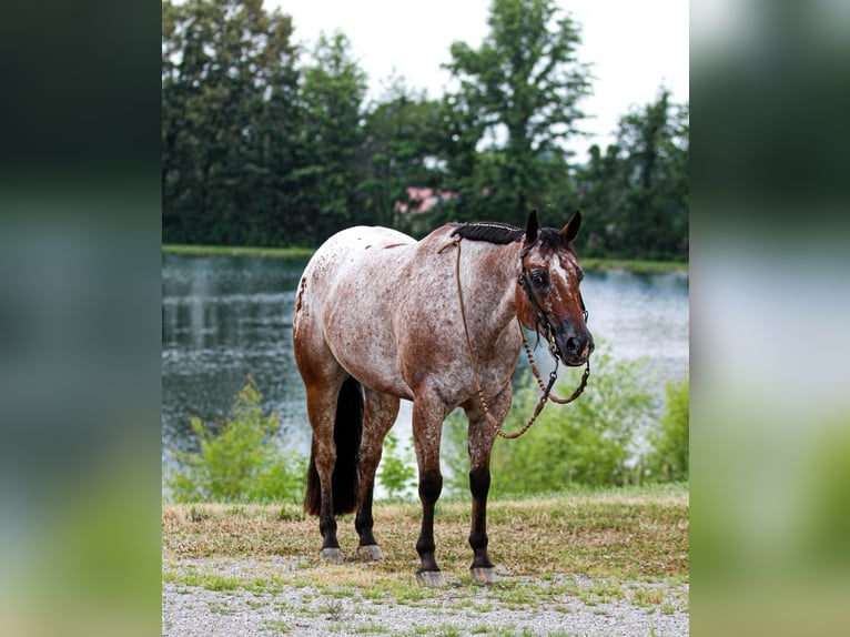 Pony of the Americas Wallach 7 Jahre 147 cm in Robards, KY