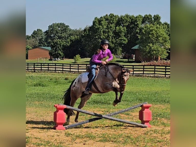 Pony of the Americas Wallach 7 Jahre 147 cm in Robards, KY