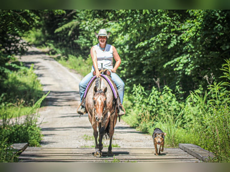 Pony of the Americas Wallach 7 Jahre 147 cm in Robards, KY
