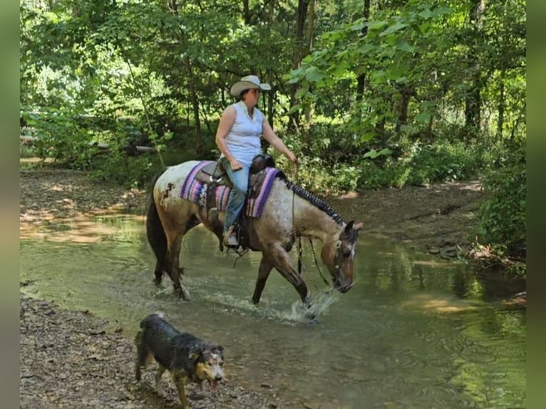 Pony of the Americas Wallach 7 Jahre 147 cm in Robards, KY
