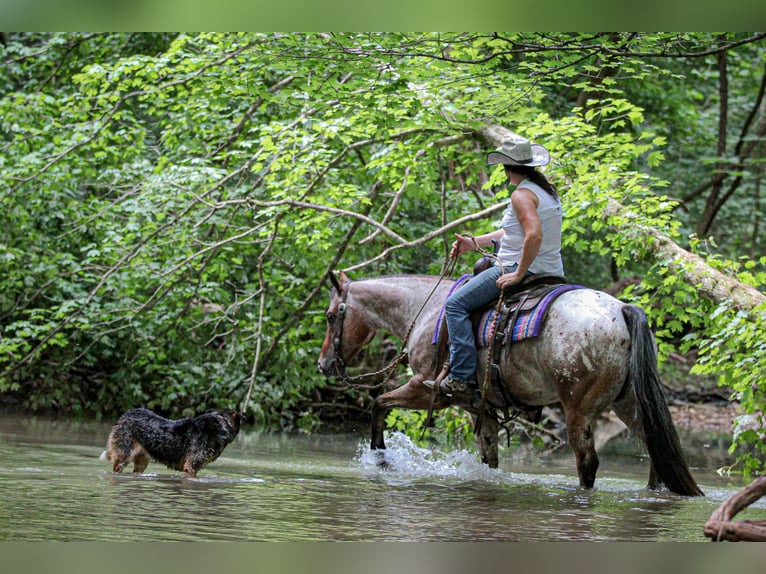 Pony of the Americas Wallach 7 Jahre 147 cm in Robards, KY