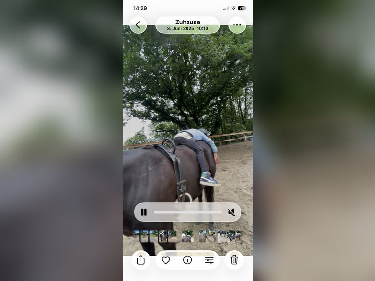 Pony of the Americas Wallach 8 Jahre 141 cm Rappe in Schopfheim