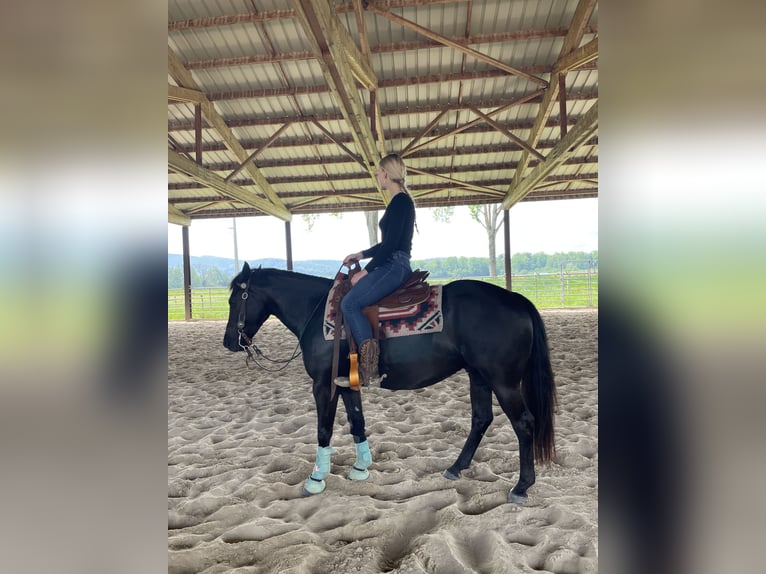 Pony of the Americas Wallach 8 Jahre 141 cm Rappe in Schopfheim