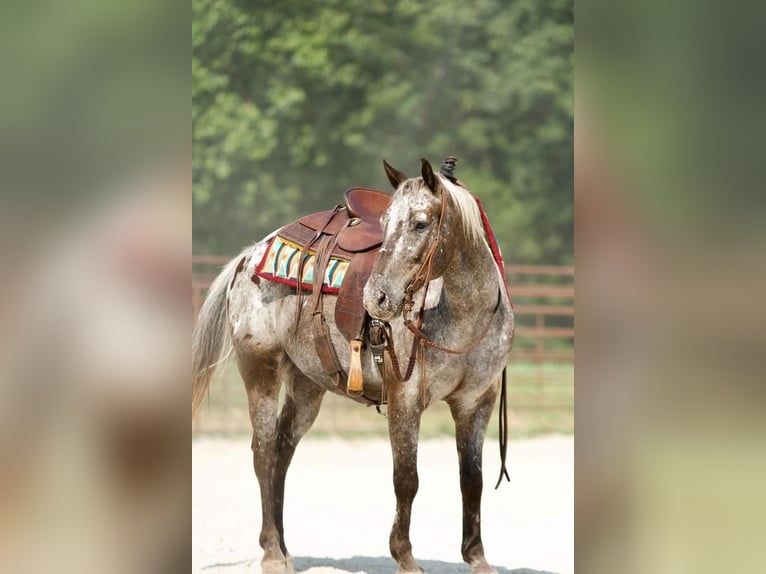Pony of the Americas Wallach 9 Jahre 137 cm Schimmel in Mount Vernon, MO