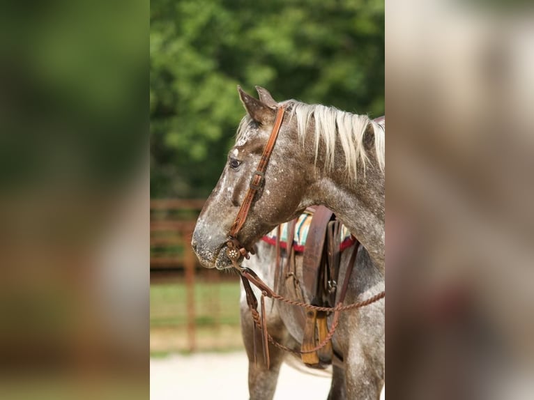 Pony of the Americas Wallach 9 Jahre 137 cm Schimmel in Mount Vernon, MO