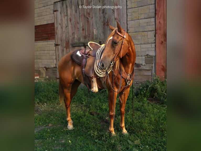 Pony of the Americas Wallach 9 Jahre 147 cm Rotfuchs in Dubuque, IA