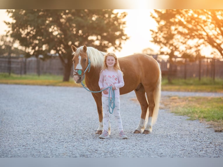 Pony of the Americas Wallach 9 Jahre Palomino in Weatherford TX