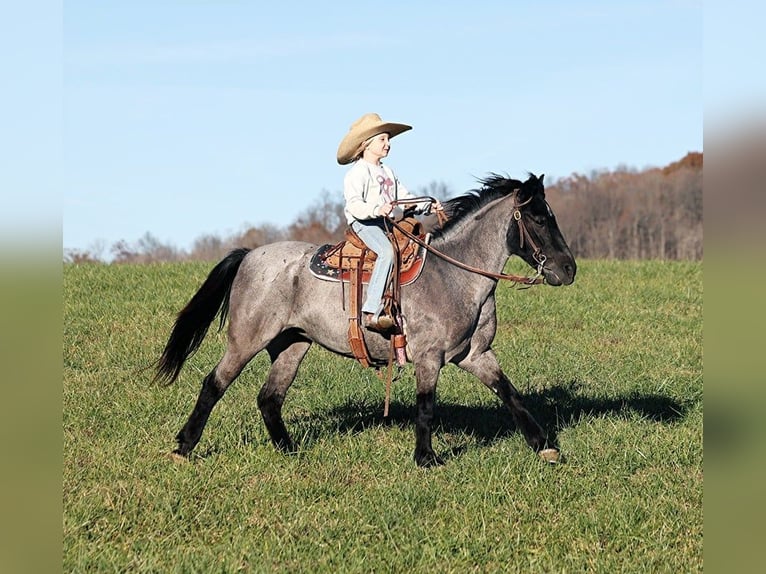 Pony of the Americas Wallach 9 Jahre Roan-Blue in Brodhead, KY