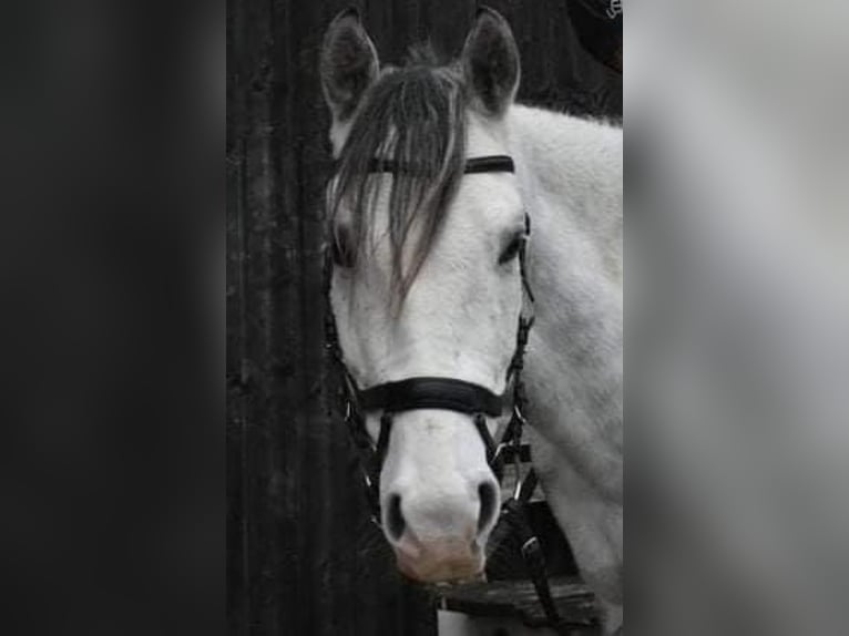 Pony Polacco Castrone 10 Anni 147 cm Grigio in Theeßen
