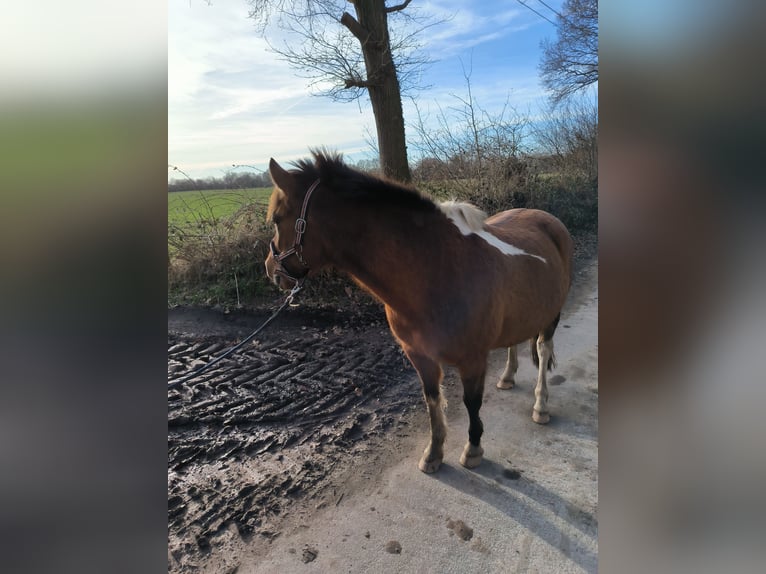 Pony Polacco Castrone 13 Anni 139 cm Baio in Kiel
