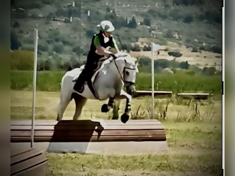 Pony Polacco Castrone 13 Anni 146 cm Bianco in Parma