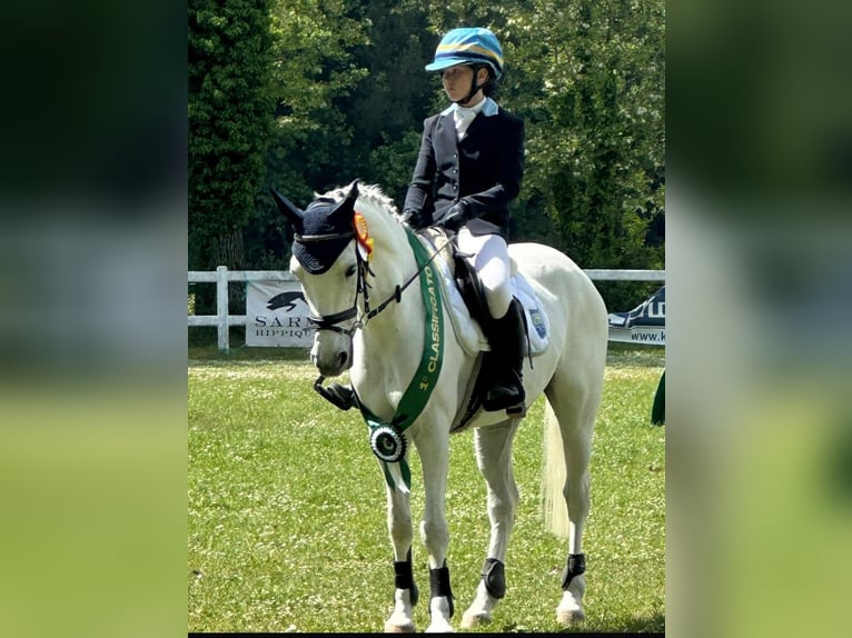 Pony Polacco Castrone 13 Anni 146 cm Grigio in Parma