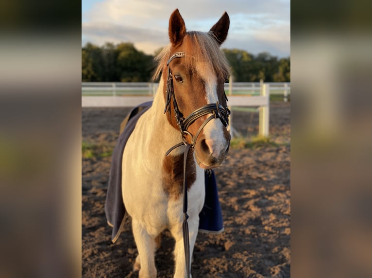 Pony Polacco Mix Castrone 17 Anni 140 cm Pezzato in Quakenbrücken