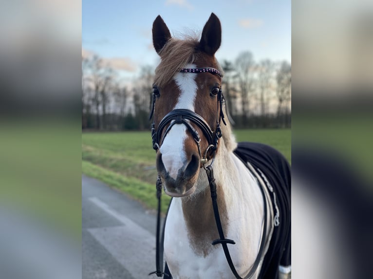 Pony Polacco Mix Castrone 17 Anni 140 cm Pezzato in Quakenbrücken