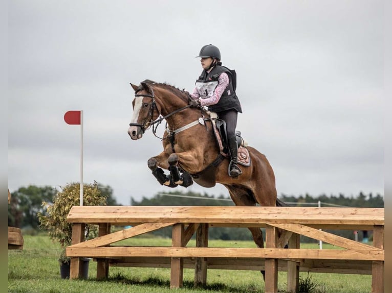 Pony Polacco Castrone 17 Anni 148 cm Baio ciliegia in Sadówka