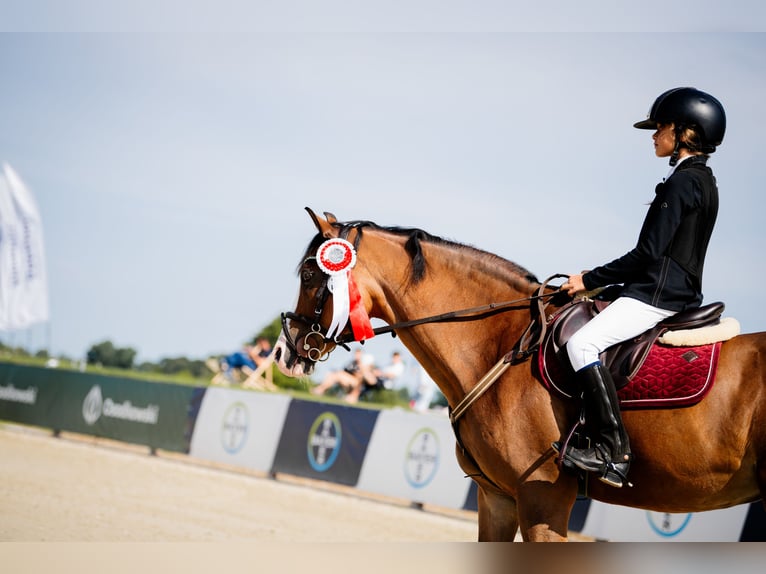 Pony Polacco Castrone 17 Anni 148 cm Baio ciliegia in Sadówka