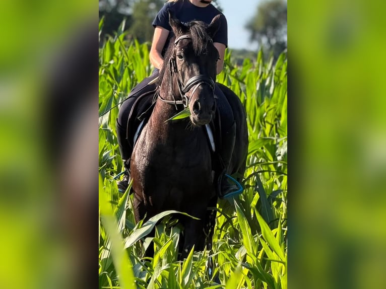 Pony Polacco Castrone 3 Anni 148 cm Morello in Weert
