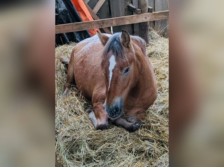 Pony Polacco Castrone 4 Anni 133 cm Overo-tutti i colori in Aidlingen