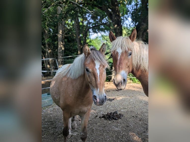 Pony Polacco Castrone 4 Anni 133 cm Overo-tutti i colori in Aidlingen