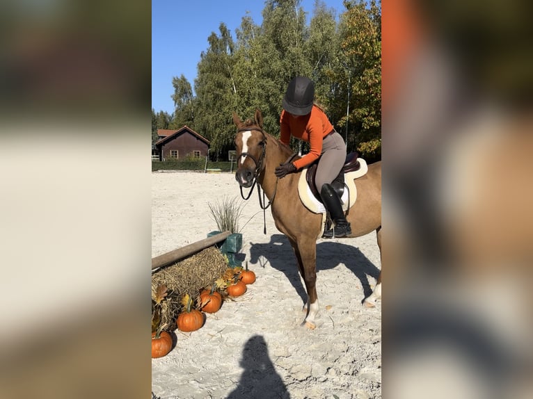 Pony Polacco Castrone 4 Anni 144 cm Sauro in Kicin