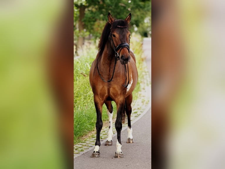 Pony Polacco Castrone 4 Anni 145 cm Falbo in Weert