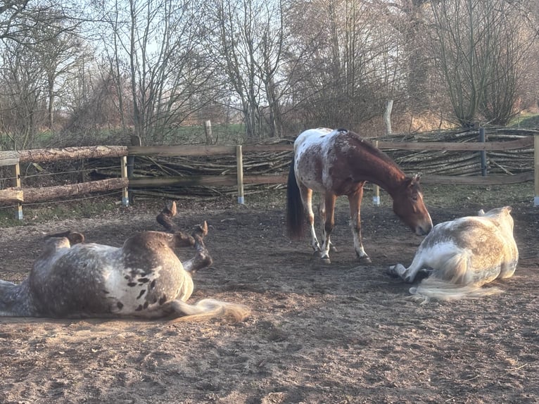Pony Polacco Castrone 4 Anni 152 cm  in Schinkel