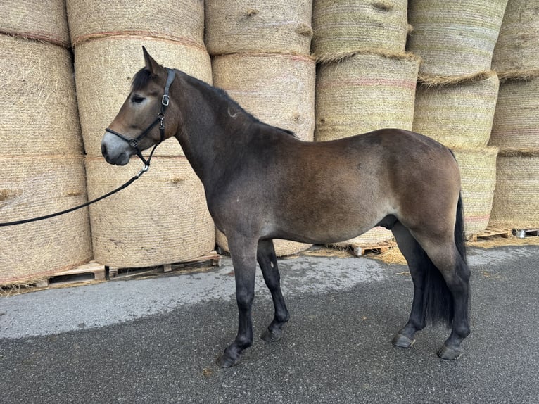 Pony Polacco Castrone 4 Anni 155 cm Baio in Neukirchen vorm Wald