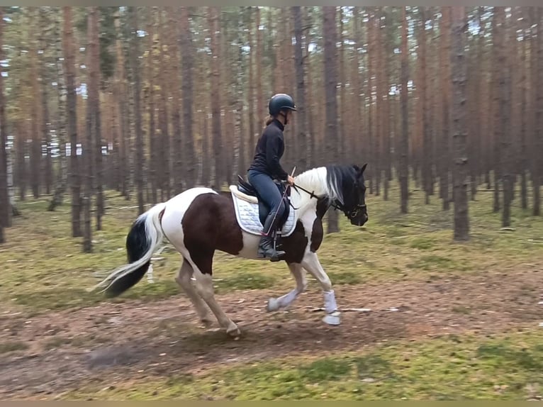 Pony Polacco Mix Castrone 5 Anni 153 cm Pezzato in Forst