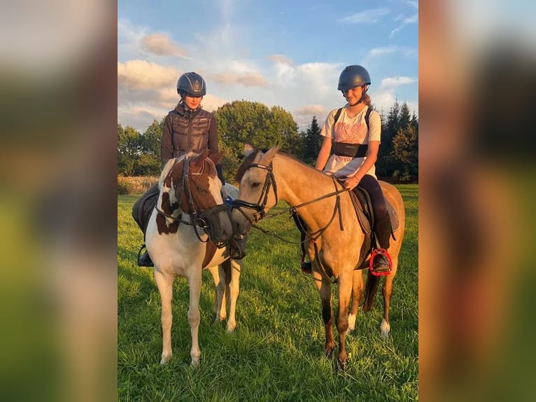 Pony Polacco Castrone 6 Anni 144 cm Falbo in Stoszowice