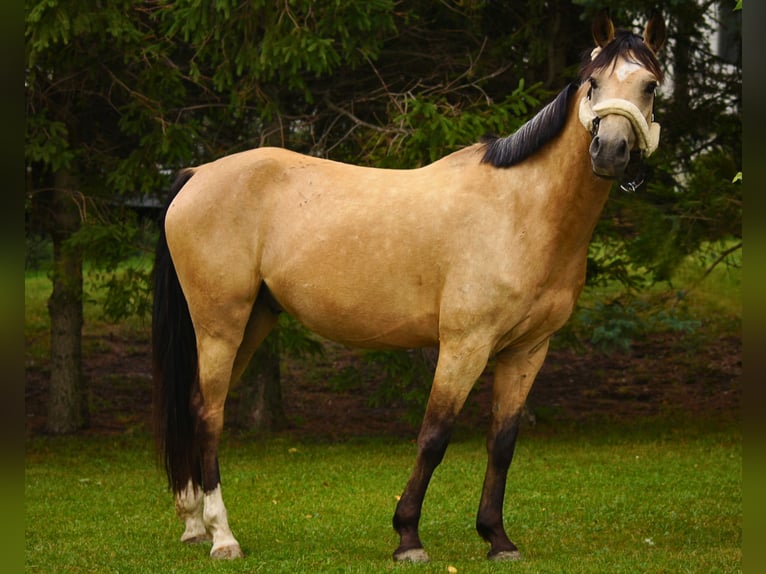 Pony Polacco Castrone 6 Anni 144 cm Falbo in Stoszowice