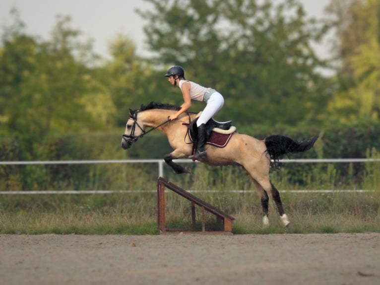 Pony Polacco Castrone 6 Anni 144 cm Falbo in Stoszowice
