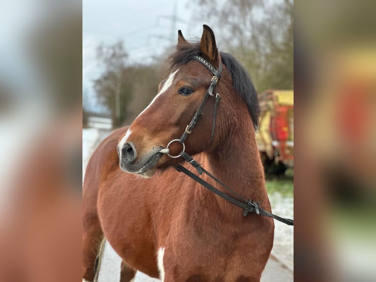 Pony Polacco Castrone 7 Anni 139 cm Pezzato in Bad Homburg vor der Höhe