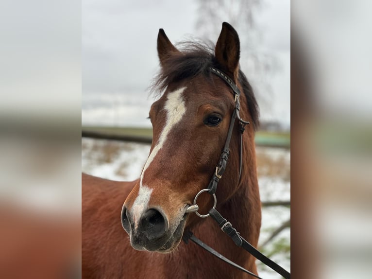 Pony Polacco Castrone 7 Anni 139 cm Pezzato in Bad Homburg vor der Höhe