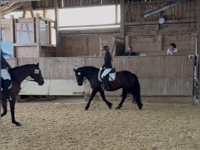 Pony Polacco Castrone 7 Anni 144 cm Morello in Fuchstal