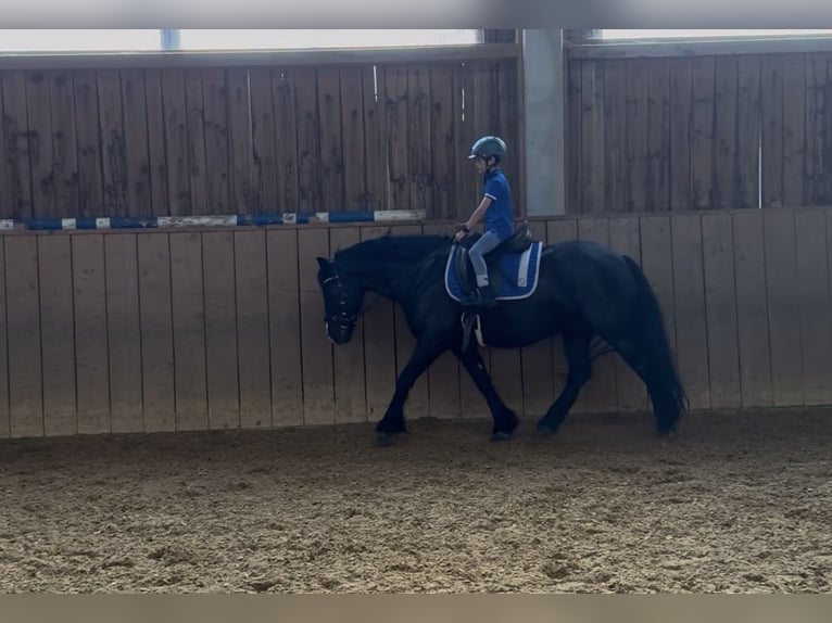 Pony Polacco Castrone 7 Anni 144 cm Morello in Fuchstal