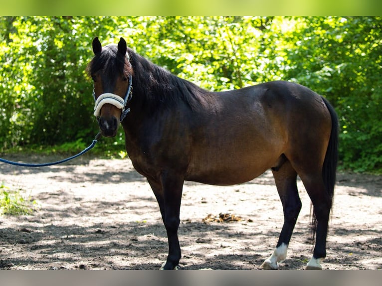 Pony Polacco Castrone 7 Anni Baio in Potsdam