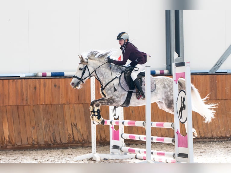 Pony Polacco Castrone 8 Anni 137 cm Grigio in Trzyci&#x105;&#x17C;