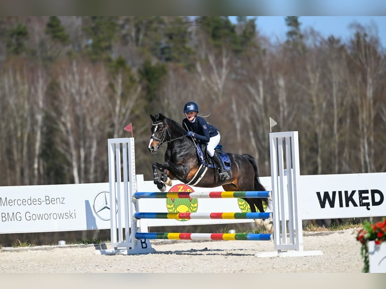 Pony Polacco Castrone 8 Anni 138 cm Baio nero in Kiełpino