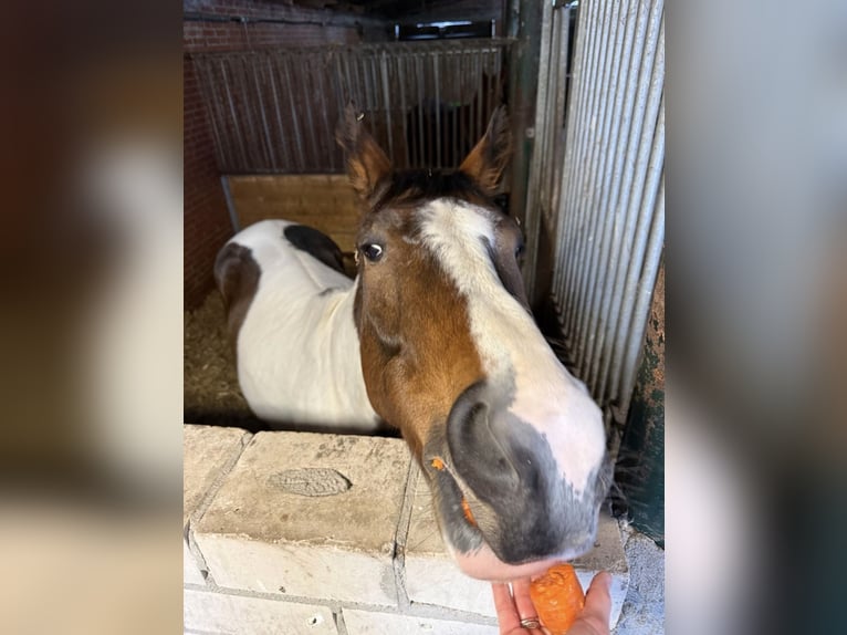 Pony Polacco Castrone 8 Anni 164 cm Pezzato in Dörpen