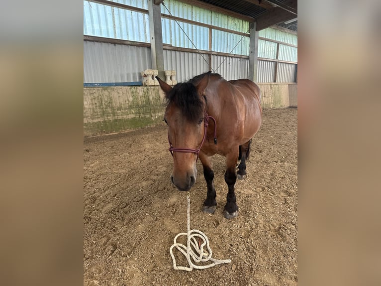 Pony Polacco Castrone 9 Anni 140 cm Baio in Marienheide